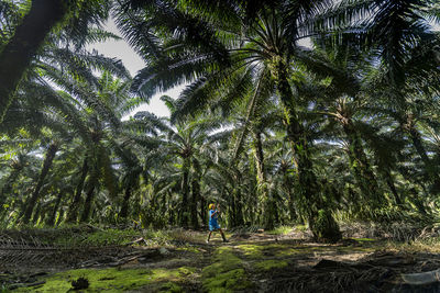 Rear view of woman standing in forest