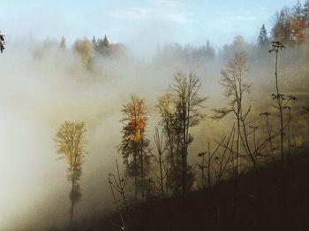 Trees in foggy weather