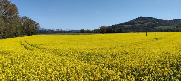 rapeseed