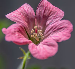 Close-up of pink flower