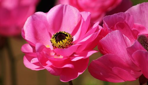 Close-up of pink flowers