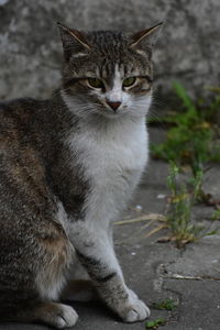 Close-up of cat sitting outdoors