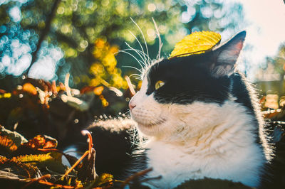 Close-up of cat looking away