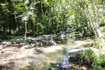 Stream flowing through rocks in forest