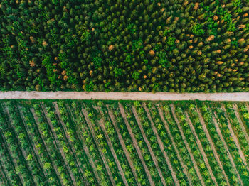 High angle view of agricultural field