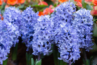 Close-up of purple flowering plants