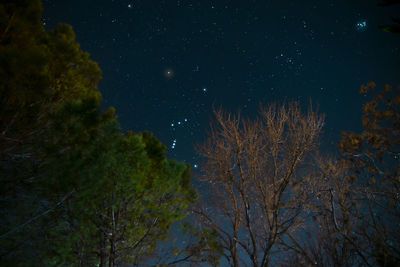 Low angle view of trees against sky at night