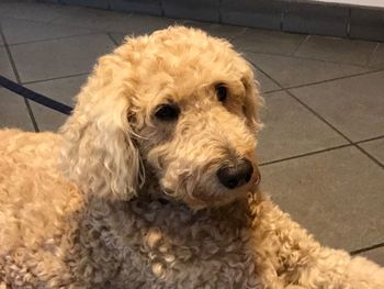 Close-up of dog