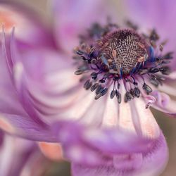Close-up of pink anemone flower