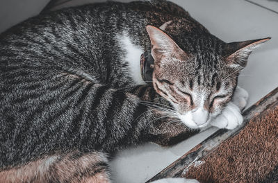 Close-up of a cat sleeping