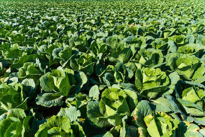 Full frame shot of fresh green field of cabbage 