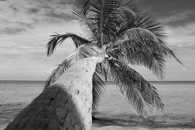 Palm tree by sea against sky