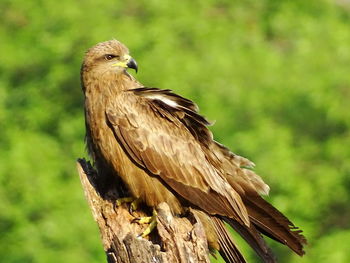 Close-up of eagle perching on tree