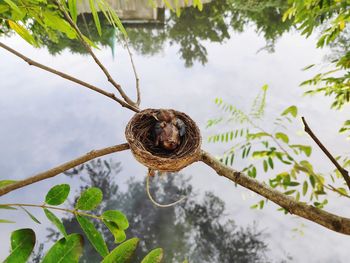 Close-up of baby bird in the nest