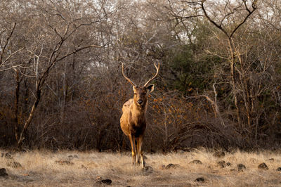 Deer standing in a forest