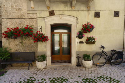 Potted plant by building