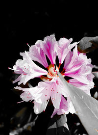 Close-up of pink flower blooming outdoors