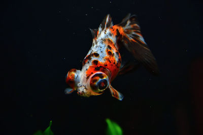 Close-up of fish swimming in sea