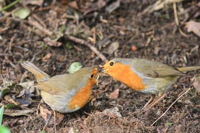 Close-up of birds feeding on field