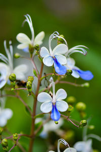 Close-up of purple flowering plant