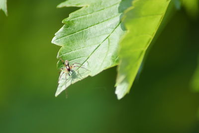 Close-up of butterfly on leaf