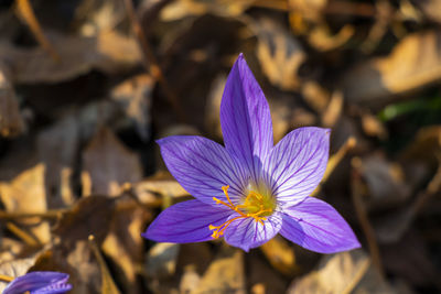 flowering plant