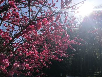 Low angle view of pink flowers on tree