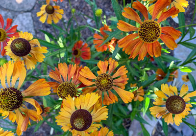 Close-up of yellow flowering plants