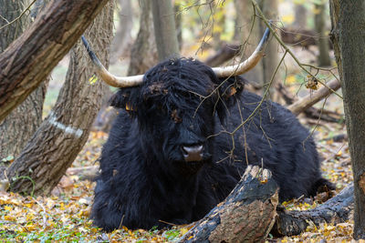 Black animal  in a forest