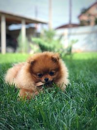 Portrait of dog on field