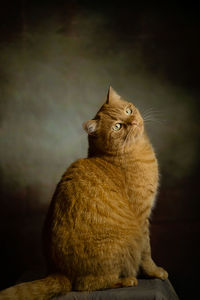 Red fluffy cat  fashion model sits on a chair and poses in front of camera patiently waiting the end