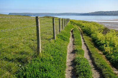 Plants growing on wooden fence on field against sky