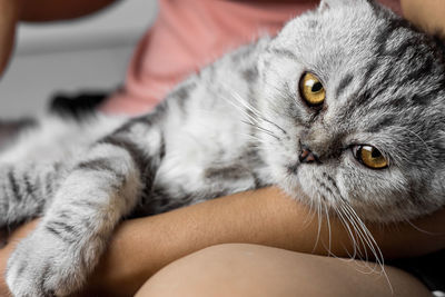 Close-up of hand holding cat