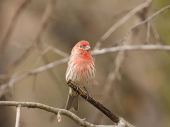 Close-up of bird perching on branch