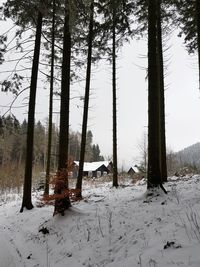 Trees on snow covered field against sky