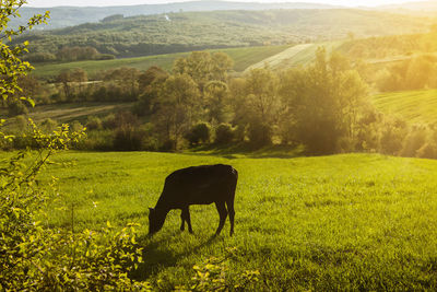 Horse in a field