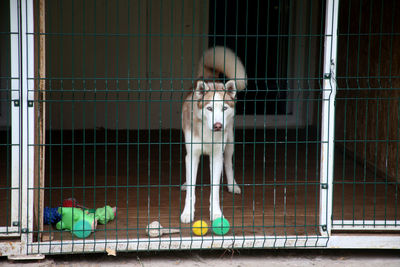 High angle view of dog standing in cage