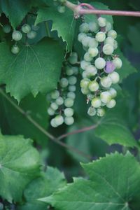 Close-up of fruits growing in vineyard