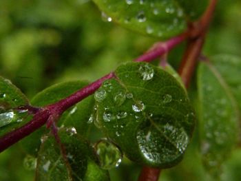 Close-up of water drops on leaves