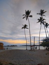 Palm trees on beach against sky during sunset
