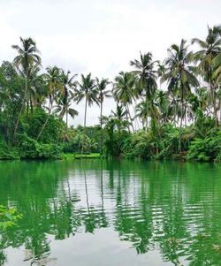 Reflection of palm trees in water