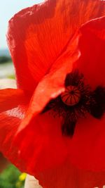 Close-up of red flower