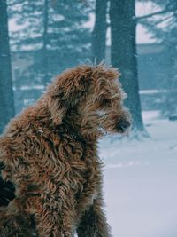 Close-up of dog