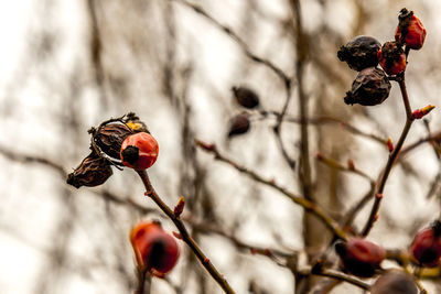 Close-up of red berries on tree