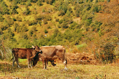 Cows standing in a field