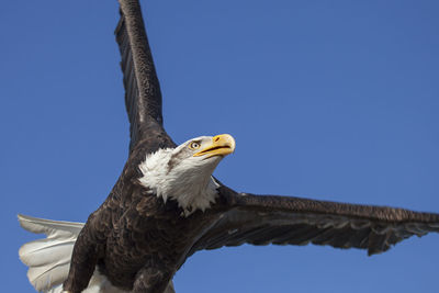 Low angle view of eagle against clear blue sky
