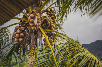 Low angle view of coconut palm tree against sky