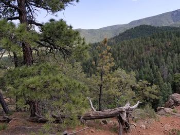Scenic view of tree mountains against sky