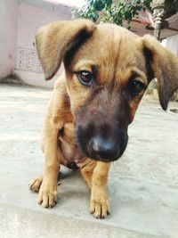 Close-up portrait of dog