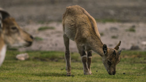 Deer grazing on field